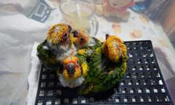 3 Beautiful Lovebird babies for sale. Ready to go home today!!! 50.00 for the Olive or the Dutch Blue and $75.00 for the Olive Pied. May be Opaline, are White Face with self colored rumps. Make good pets when kept singly, if you are looking for nice caged