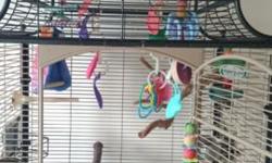 Hello baby blue, has been with my family since a baby looking to rehome it due to family matters she/he loves males and is very friendly with son and hubby.....comes with a beautiful cage and all accessories....is plucked but all down feathers are coming