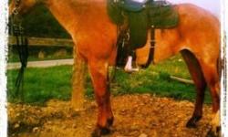 3 year old beautiful red roan quarter horse mare. Registered but we can't find the papers. Our loss your gain. Letting her go much cheaper than a registered mare would be. Amish trained leads and loads we'll. stands great for feet trimming and shoes never