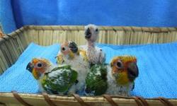 I have 4 baby Sun Conures looking for the perfect homes. They are just 4 weeks old, so they will not be ready to go home for another couple of months. They are very active and loving little birds and very devoted to their families. They can learn to talk,