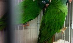 I HAVE FOR SALE 4 NORMAL GREEN CHEEKS fed out $150 EACH IM LOCATED IN GRAND BAY ALABAMA PLEASE CONTACT ME AT 239-248-6537 OR MY FACEBOOK PAGE http://www.facebook.com/#!/pages/A-Flock-of-Birds/263379643783484