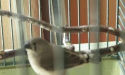Hello!
I have 4 happy & healthy Zebra Finch youngsters.
They are very round and short. Pretty too, three being a fawn-ish color with white chests and a darker, almost black-ish one.
I am asking for $15 but I am always willing to work something out.
If