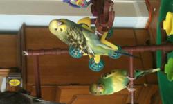 I have a total of 6 parakeets 1 breeding pair 2 of their babys 2 extra non related blue and white ones price is with no cage