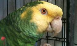 i have some 4 week old green quakers parrot for sale $150 each
they are still have hand feed 3-4 time a day
very tame and feather are still growing
if you are interested you can email me
thank you