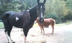 He is a four year old gelding paint. He is black with a white blazÃ©, four white socks. Can walk trot, also lunges well and canters . Has been started under saddle. He has recently been in training, for 3 months. He needs a strong handler who is