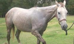 4 Year old Thoroughbred Gelding. Very Gentle can be seen south Lake Charles. Asking 300.00 Please call 377-302-8443 or 337-477-4029 for more info Thank You