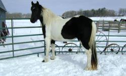 Liberty is a 5 year old black and white 50% Friesian mare. Liberty has tons of very long, thick, wavy mane. 15.3 hands tall
She is not yet broke to ride - but is very gentle and loves attention. Has had a saddle on several times.
Very nice Friesian