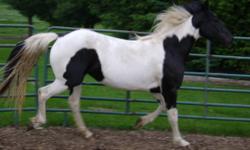 Liberty is a 5 year old black and white 50% Friesian mare. Liberty has tons of very long, thick, wavy mane. 15.3 hands tall
She is not yet broke to ride - but is very gentle and loves attention. Has had a saddle on several times.
Very nice Friesian
