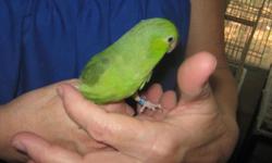 I will be pulling 5 baby Parrotlets for hand feeding today Colors unknown but this pair throws 90% Dilute blue pieds, Also has had 2 white babies. $65.00 up until we could tell the color. If you take all 5 we will give a discount!. Once we can tell the