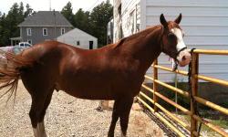 5 year old paint/quarter gelding. He is not registered. Shots updated in June. Broke to ride. Good horse but needs someone who has time to spend with him. He is good for trail riding, has done some barrels with previous owner, sound horse. He is very
