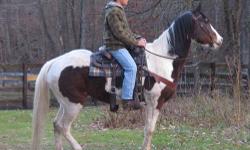 5 year old Paint Mare Horse around 15 hands. Broke to ride but needs rode alot, She's a little pushy when you lead her but wouldn't hurt you. Any Question text or call- 330-600-0897 or (330)-231-2708