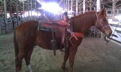 reg 5yo 14.2 chestnut gelding
Colonel freckles and Poco Bueno bloodlines
ties,saddles,RIDES,washes,loads & trailers
UTD on vacs & coggins,
only vise:BUCKS
Will trade for older small QTR gelding.