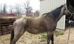 5 year old Blue Roan mare for sale. Her name is Sky. She has never been bred, and doies not have papers, she is definatly a head turner. Has been rode by a beginner for the past year. She does the following with no flaws: loads, unloads, stands for