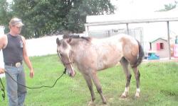 5yr old trail broke appy. Easy to handled and easy to catch. Behaves well for farrier. Good disposition
$500
CAll Justin Deming 573-629-8462