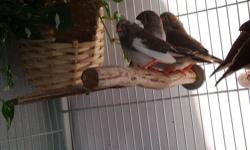 Exotic Finches & Large Flight
I have 2 breeding pair of finches plus their flight;
1 pr Cordon Blu (Red Cheek)
1 pr Stars (Ringo is red & Barbara is a yellow/orange)
They have a large flight that is 5 feet high X 4 feet wide X 18" deep
and on castors for