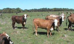 In this offering we are selling Powerful F1 heifers weighing in at about 1050 they are 30 months old and all 6-8 months bred they are flashy and front pasture cattle. Please call quickly they wont last long
