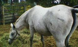 Adorable 7 year old quarter horse gelding!! He is sorrel with 2 white socks on his hind feet and a small star on his forehead. Has had tons of ground work done and has been ridden a few times. he is still green. Very level headed horse. Extremely smart