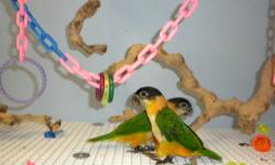 Male Harlequin Macaw and female Blue and Gold Macaw bonded pair. Both handfed & 7 yrs old. Have been together all their life and are in good feather.