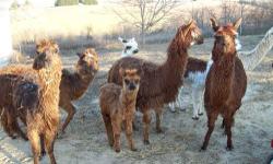 We have a gorgeous herd of several breeding females...3 proven females (all possibly due with cria in May 2013), 1 ready for breeding, 1 proven black male (our sire) who has thrown several colors of blacks, browns and mixes. We also have 3 yearlings, (3