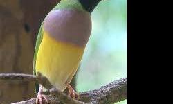 FOR SALE IS A BEAUTIFUL PAIR OF LADY GOULDIAN FINCHES BREEDERS THEY ARE A YOUNG PAIR NOT OF BREEDING AGE I GOT THEM IN A TRADE I HAVE NO INTEREST IN BREEDING THEM SO IM SELLING THEM IM LOCATED IN GRAND BAY ALABAMA PLEASE CONTACT ME AT 239-248-6537 OR MY