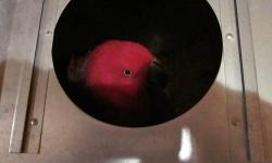 I have a laying eggs eclectus for sale
They are vosmarie.
Female: has good feather
Male: Plucked feather around neck and underwing.
Now she is in the nestbox again.
They were tamed but after mated, they can not be handled anymore.
$700 Firm for both.
If