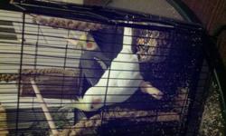 I have beautiful male and female cockatiels.the pair will come with cage, food, toys and nesting box . The male is grey and the female is yellow. They are both almost a year old. Great deal here all you have to do is price these kinds of birds at a pet