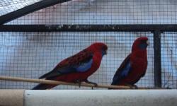 My name is Vinh and I have a pair of Crimson Rosella for sell.
You can contact me at (714) 867- 4532.
Thank you