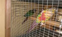 I want to rehome my one year old a Pair Rainbow Lorikeet almost
breeding ,asking $850.00 and some bags of food for them free.
contact 916-208-3063 8:00 a-5:30p anytime M-Sat