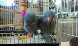 A pair of 2 lovebirds for sale. It comes with a cage.