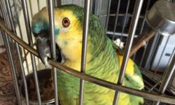 I`ve a pair red-lored amazon parrots need to rehome,I don`t have the time to take care of them. the female 03 year old ,the male is senior
all both asked $700.00 and give you small cage with them.
please contact Tom 916-208-3063 anytime ,call around