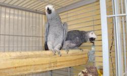 I have 1 proven breeding pair of African greys for sale.
They are very proven and they have 2 or 3 clutches a year.
The last clutch was January 6th, 8th and 11th
Female: 12 years, Male: 15 years.
Their babies have been sold
$2500 for a pair firm
If you