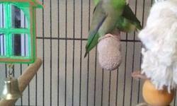 Looking for a new home for my pair of Green Pacific parrotlet; proven pair, non-related & very bonded. They're between 11 month to 13 months old.
$125 for the pair. Thanks