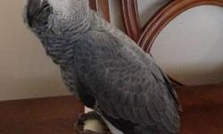 I am accepting a baby Congo African Grey for $1000. I live in central NJ. Please e-mail me for any listings. E-mail me at [email removed]
Thank you.