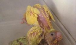 Handfeeding lovely baby Cockatiels. White Faced Greys/Pied, normal Grey available. Ready by Valentines Day. Contact for more pics