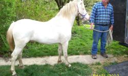 Witch Trot's Deville is a Shetland/ Welsh cross gelding who is very spirited and fancy. He has been shown in harness and won several ribbons. He lead lines small children and is very calm with them. Standing about 11 HH, this guy is ready for a new home