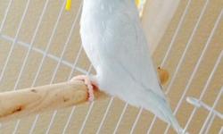 "Available* Adorable Parrotlet
2 years old, American White Female
Quality-Beautiful Pet. not hand-fed
* She will come home with travel bird box and Parrotlet food.
Contact: Rocky 909-358-9232