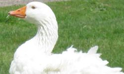 Beautiful adult breeding pairs of Sebastopol Geese. Rare, medium sized goose orginally from Russia. There is no rigid spine quill in the feather so the feathers get very long and curly. Our original stock came from Holderread Waterfowl Farm & Preservation