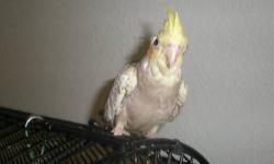 Adult Female Umbrella Cockatoo... has laid eggs, can be loud, can be nippy... approx 10 yrs old... good feather, no bare spots/no feather plucking or chewing... could be a pet or Breeder... $500 obo can and will ship... email with contact info or text or