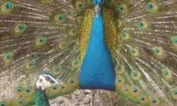 Adult India Blue peacocks and peahens, breeding age. They are at least 3 years old. $160 each or $300 a pair.
Will ship within the Continental US. Prices do not include shipping fee nor container. Call or email with your zip code for a full quote.
All