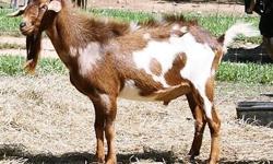 Paradise Valley Farm has some adult miniature goats for sale! Mini Nubians, a Nigerien Dwarf Buck and a Silky Fainter Buck! Please visit website for more information including individual info, pricing, etc.