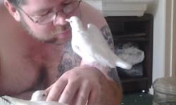 I have hand tame doves. They are young only 6 months old and ready for good homes. Doves are very sweet non-aggressive birds. They can go in an aviary eith other non-aggressive birds. I have mine with my finches and they get along very well.
I also have