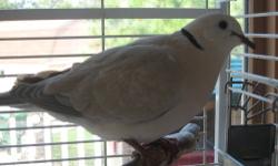 2 for $60. Beautiful African Barbary Coast Doves, also known as African Collered Doves or African Ringneck Doves. Champagne coloring. Sweet disposition, very friendly, beautiful "cooing" sound that is never loud. These birds are easy to keep and are never