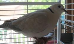 !!!NEW ARRIVALS!!! WHITE AND CHAMPAGNE BEAUTIFUL DOVES
2 for $65. Beautiful African Barbary Coast Doves, also known as African Collered Doves or African Ringneck Doves. Champagne coloring. Sweet disposition, very friendly, beautiful "cooing" sound that is