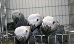 African gray parrot male
4 years old
Perfect feather
Seed,veggies,fruit diet
Semi tame in an outdoor avairy needs some work
Rings telephone whistles and says other words
No cage included in price