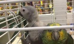 Unsexed 2 and a half year old African Grey Congo. Very sweet bird, excellent talker. Name is Pongo. Has large vocabulary and picks new words up within a couple weeks. Price is without cage. Contact for more info. Thanks