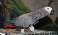 Loving Hand-Fed Baby African Grey. Only 4 months old and starting to talk. Loves to cuddle and have its head scratched.
This ad was posted with the eBay Classifieds mobile app.