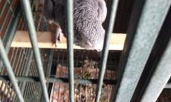 6 years old African grey congo hen for sale? If you're interested please contact me at 9547320299. I'm in new london ct.