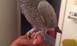 6 years old african grey female for sale. She is super friendly and talks a lot. Price is $800. 9547320299.
