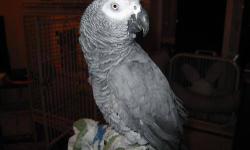 6 year old female african grey. Comes with 4ft x 2ft cage.
Email/text for pictures.
360-281-2092.
This ad was posted with the eBay Classifieds mobile app.