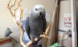 I have 2 pairs of breeding african Grey, 1 pair of rose breasted cockatoo and one 4 month old congo african grey for sale
- One pair of breeding African gey with perfect feather, healthy $2200
- One pair of breeding African gey with some damage on the